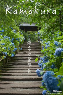 kamakura 鎌倉の紫陽花
