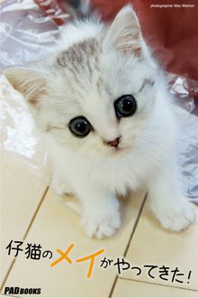仔猫のメイがやってきた!